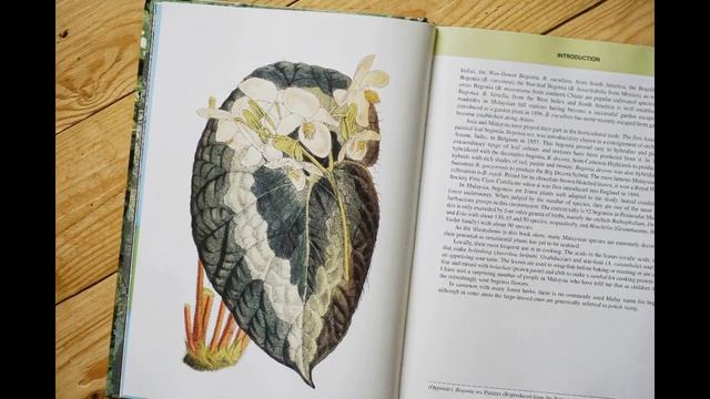 Begonia Guide Book : Begonias of Peninsular malaysia (Malaysian Begonias) смотреть онлайн