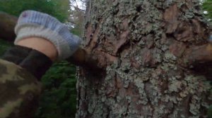 Ловля пчелиных роев. Снятие ловушек с роями.