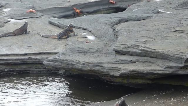 Galapagos : Iguane terrestre et iguane marin / Land Iguana and Marine Iguana смотреть онлайн