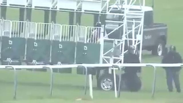 Кто быстрей конь или собака? Лошадь vs собака смотреть онлайн