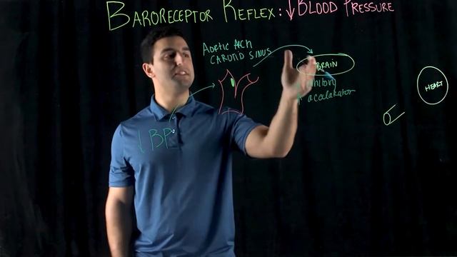 Baroreceptor Reflex: Low Blood Pressure смотреть онлайн
