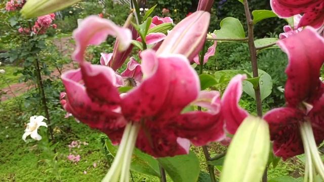 ОТ-ГИБРИДЫ ЛИЛИЙ: Фронтера, Компетишн, Мисс Фея, Экзотик Сан, Анастасия. смотреть онлайн