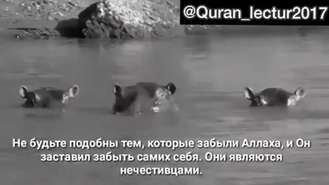Красивое чтение Корана. ..(79) смотреть онлайн