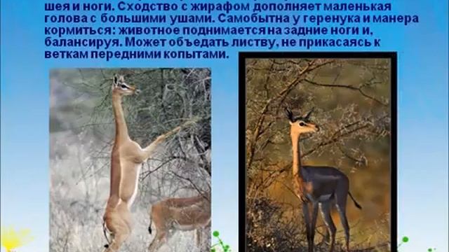 Отряд Парнокопытные, семейство Полорогие.AVI смотреть онлайн