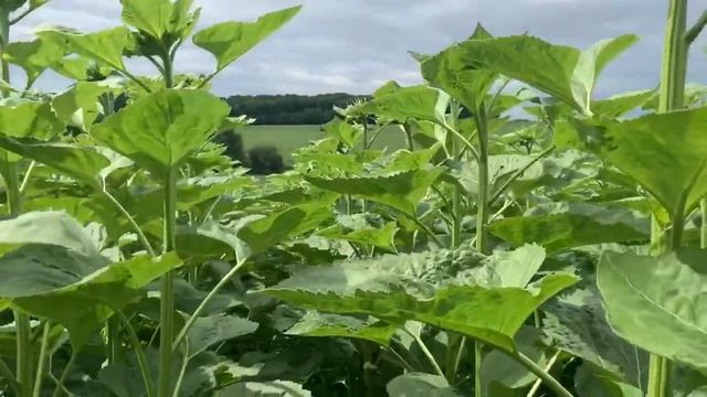 Обзор подсолнечника 09 июля 2020: классика + гелиантекс против экспресс+трибенурон-метил смотреть онлайн