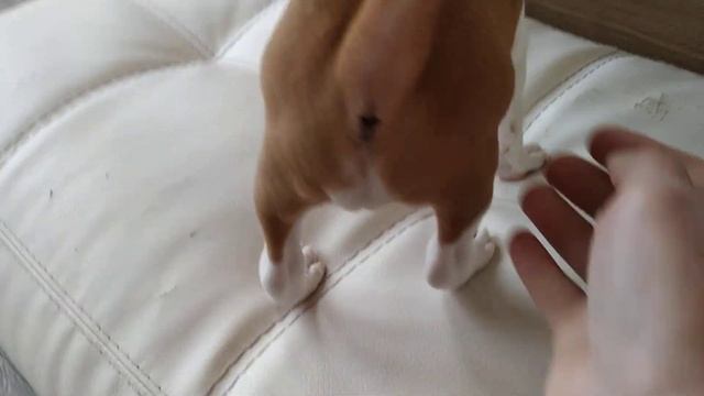 Щеночки Басенджи для резерва смотреть онлайн