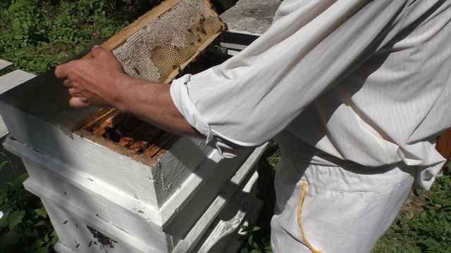 КАРНИКА, СКОЛЬКО МЁДА. смотреть онлайн