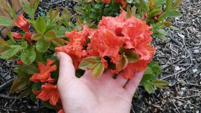 Рододендроны! Цветение 2020! смотреть онлайн