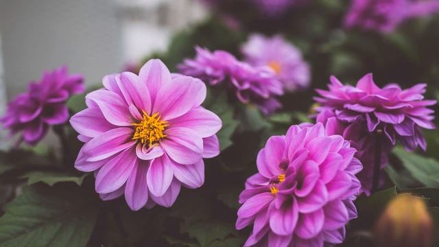 Romantic Music Id Roblox смотреть онлайн