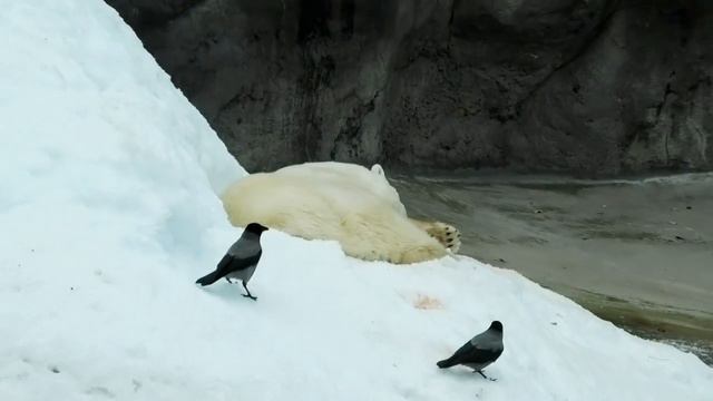 Murma (Белая медведица Мурма) the Polar Bear and Snow, at Moscow Zoo, Russia смотреть онлайн