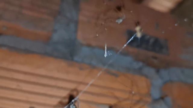 Amazing Spider Catches Giant Fly By Net смотреть онлайн