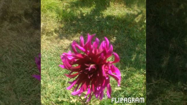 Интересные цветы смотреть онлайн