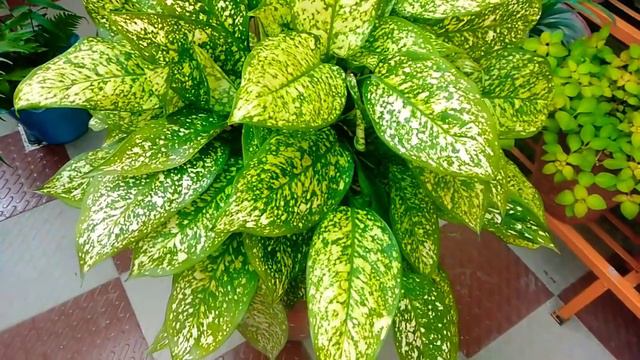 Best Air Purifier Plant | Aglaonema Chinese Evergreen Plant Care | Hindi смотреть онлайн