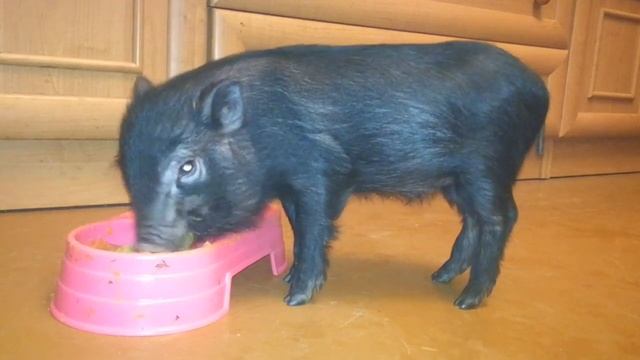 Проект как из Свиньи вырастить Мини пига дома в квартире! смотреть онлайн