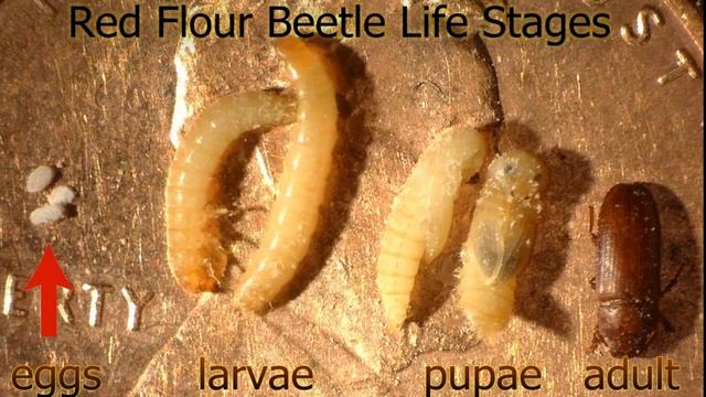 Red Flour Beetle - The 4 Life Stages смотреть онлайн