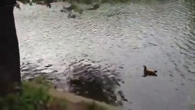 Утки-мандаринки с утятами на Чистых прудах смотреть онлайн