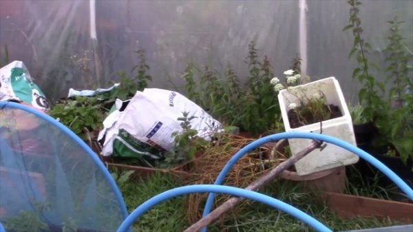 August Allotment Adventure: Garden & Polytunnel Tour 🌱🌞