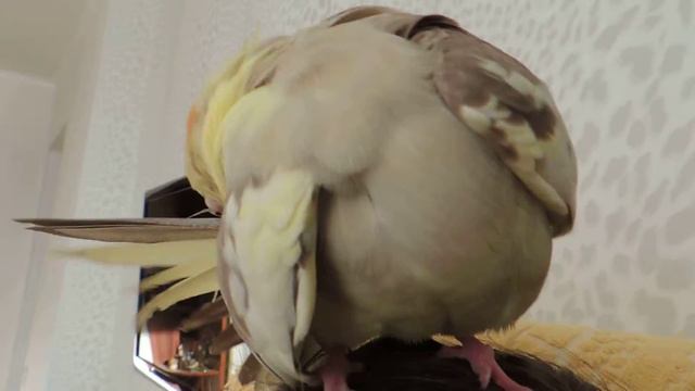 Кеша чистит хвостик(корелла)