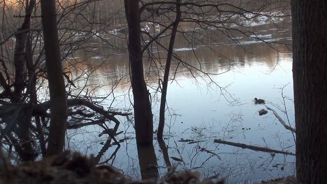 (27) Весенняя охота на селезня с подсадной уткой смотреть онлайн