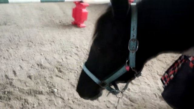 STELLA STRIKES AGAIN! Day 042 (02/11/19) смотреть онлайн