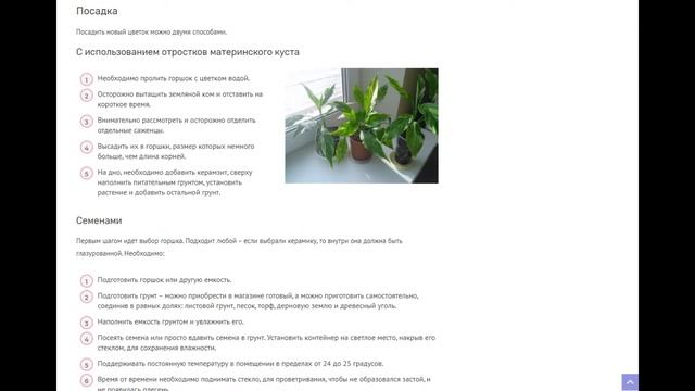 Спатифиллум Домино: подробный обзор растения, правила ухода за ним в домашних условиях смотреть онлайн