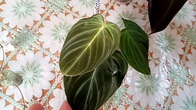 Комнатные цветы. Новинки с выставки. Дата новой выставки. смотреть онлайн