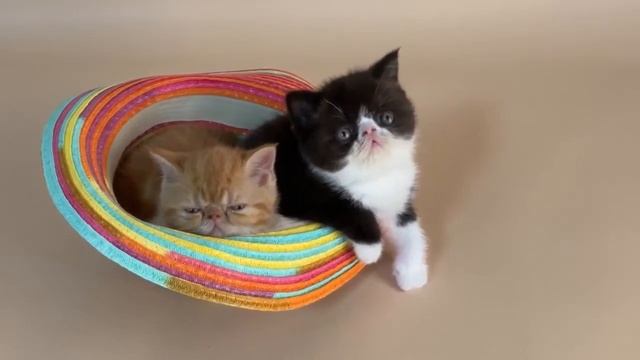 Kittens and relax music - a dose of well-being meditation for everyone смотреть онлайн