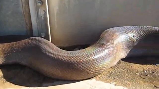 La anaconda que se hacía la muerta смотреть онлайн