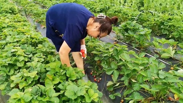 Поздний сорт Кристина. Бомба!!!!! смотреть онлайн