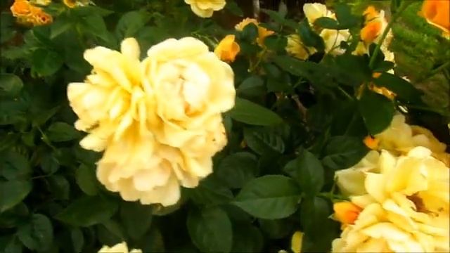 РОЗА ХАЙСЕНДШТАДТ РОСТОК (Hansestadt Rostock)