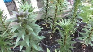 Выращиваю лилии в горшках. Нарастают детки из чешуек