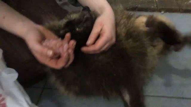 Мясное пюре хорошо, но куриное мясо лучше. Бублик смотреть онлайн