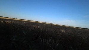 Серж Дур-Дачник. Вечер 15 июня 2019 год. В полях. Зелёный океан подсолнечника (Ч.1.)