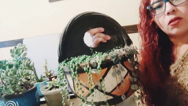 SUCULENTAS VARIEGADAS/accidente Hizo Un Cochinero #variegata #variegated #variegatedplants