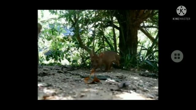 The wonderful animal FOSSA смотреть онлайн