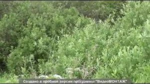 Ловля чечевицы