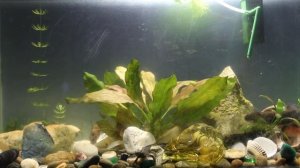 Содержание тритонов в аквариуме.mp4