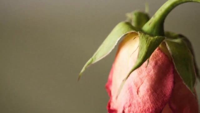 Почему опадают бутоны на здоровом растении? Причины сбрасывания бутонов!