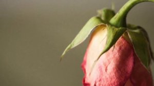 Почему опадают бутоны на здоровом растении? Причины сбрасывания бутонов!