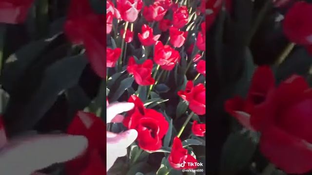 wow roses смотреть онлайн