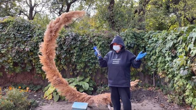 Цветной тростник в декоре.Фотозона Месяц Синий из камыша месяц из пампасной травы.Покраска тростник смотреть онлайн