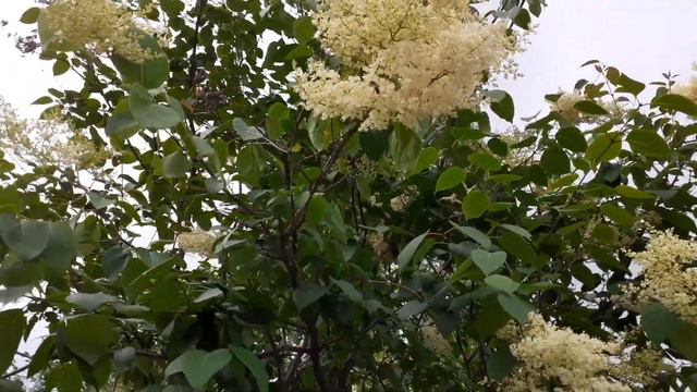 Белая сирень смотреть онлайн