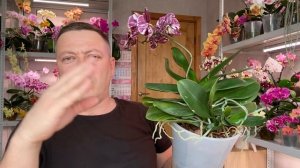 у ОРХИДЕИ ЦВЕТОНОС из ТОЧКИ РОСТА листьев ЧТО ДЕЛАТЬ и если отломана серединка орхидеи