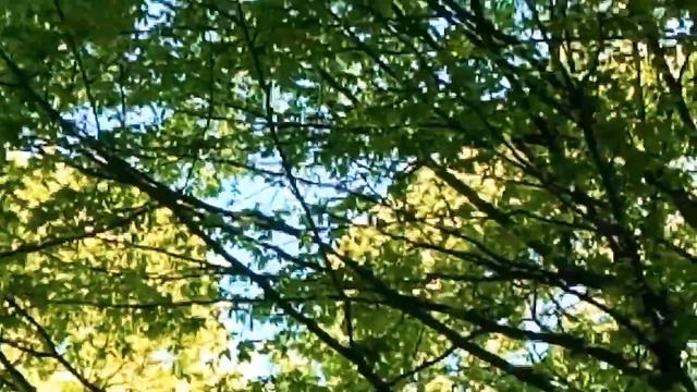 Балтика Парк в Янтарном Птицы поют Море рядом! смотреть онлайн