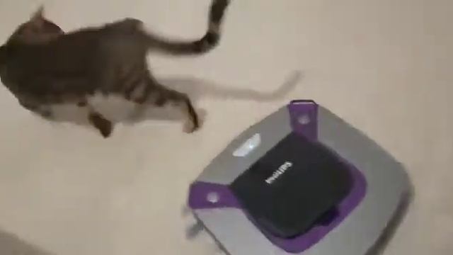 Бенгальская кошка Ева и робот-пылесос смотреть онлайн