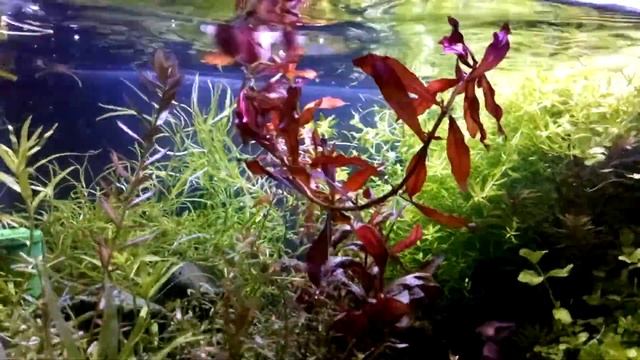 Прополка аквариума .3 месяца после запуска. Аквариум 100 литров. смотреть онлайн