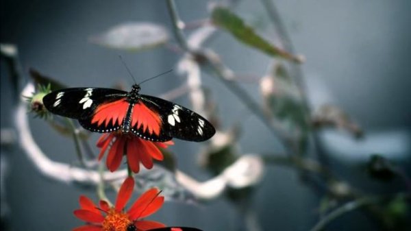 A Charming ''Butterflies''