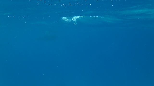 Дельфины Хургада