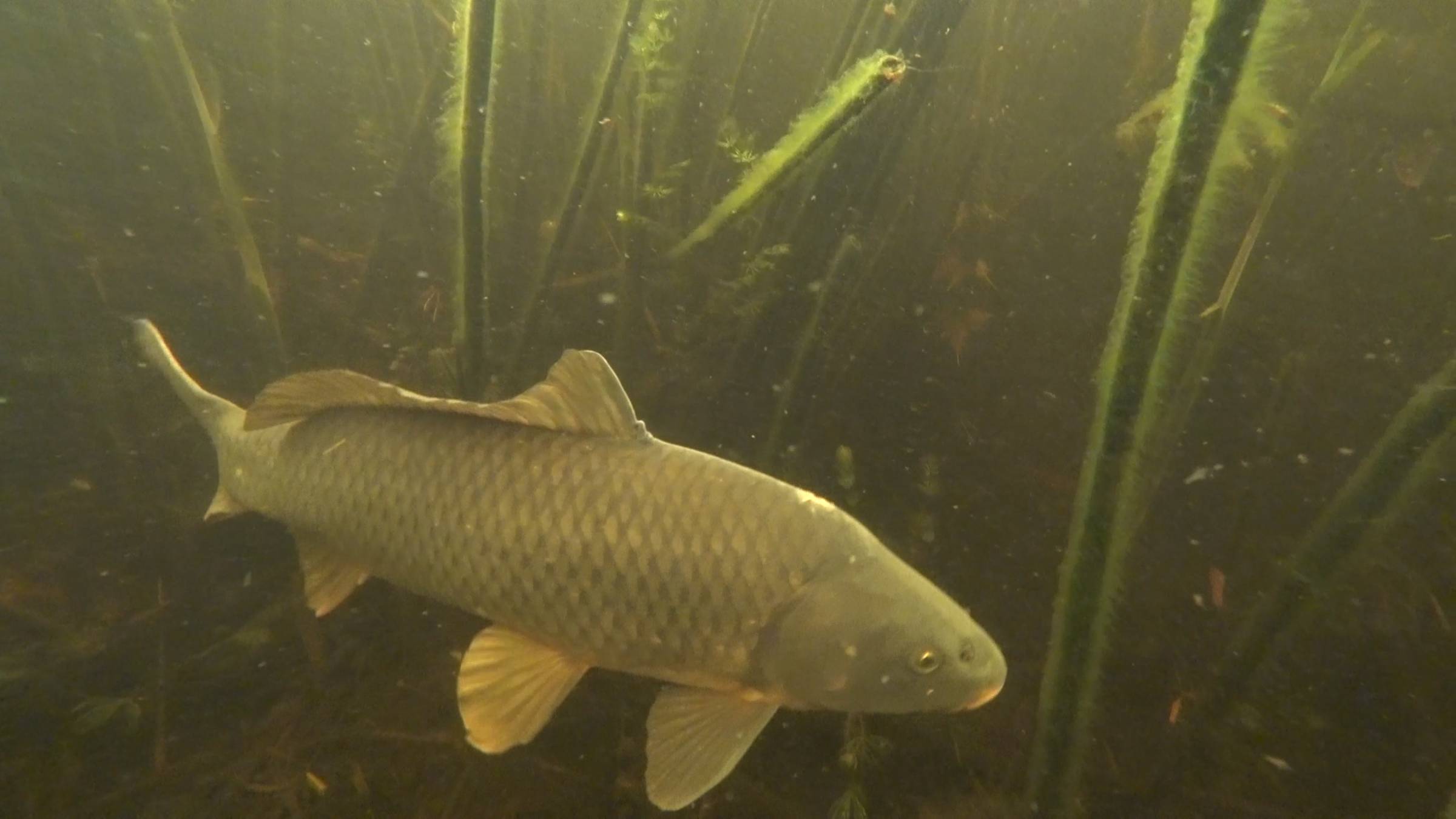 Подводная Охота в Астрахани 2020 - Море рыбы смотреть онлайн