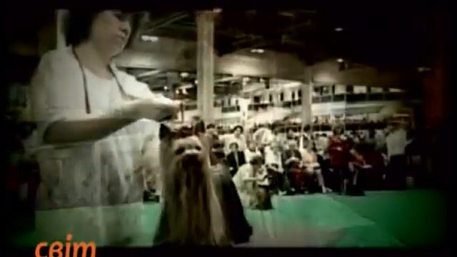 Порода собак йоркширский терьер смотреть онлайн